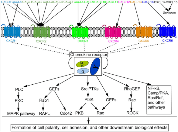 Multiple signaling pathways induced by CXC and CXCR.